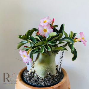 0910- 51 Arabicum Flor Quase Branca