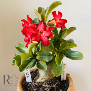 0910- 52 Arabicum Pbn X Pmk X Mkmk