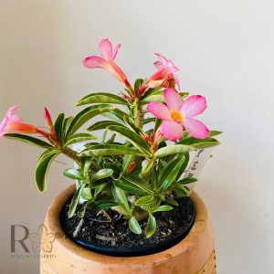 0910- 53 Arabicum Nom Sod DD