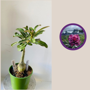 0710 118 The Secret Of Victoria