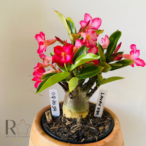 0910- 54 Arabicum Lava X Kok