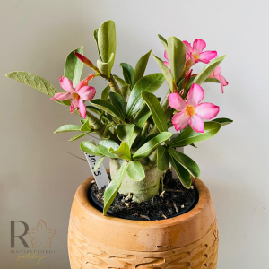 0910- 55 Arabicum Vulcano