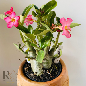 0910- 56 Arabicum Rdf