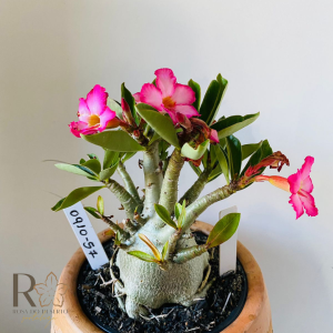 0910- 57 Arabicum Pbn