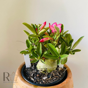 0910- 58 Arabicum Rbl X Pbn