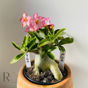 0910- 59 Arabicum Rdf