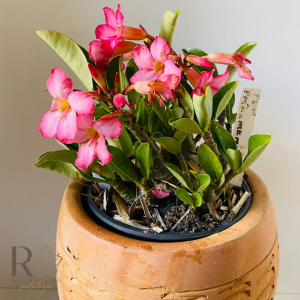 0910- 60 Arabicum Pbn X Pmk X Mkmk