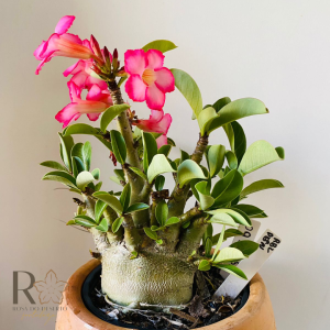 0910- 61 Arabicum Rbl X Pbn