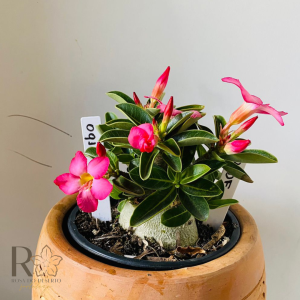 0910- 62 Arabicum Rdf