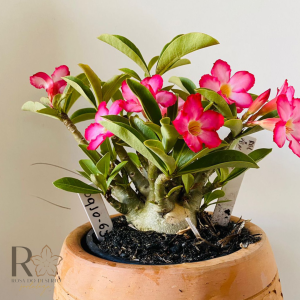 0910- 63 Arabicum Rbl X Pbn Soco