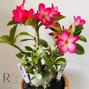 0910- 64 Arabicum Godji Champ X Green Pod