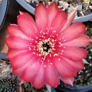 Lobivia Pink Explosion (F15)