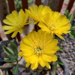 Lobivia Golden Sunrise (F18)