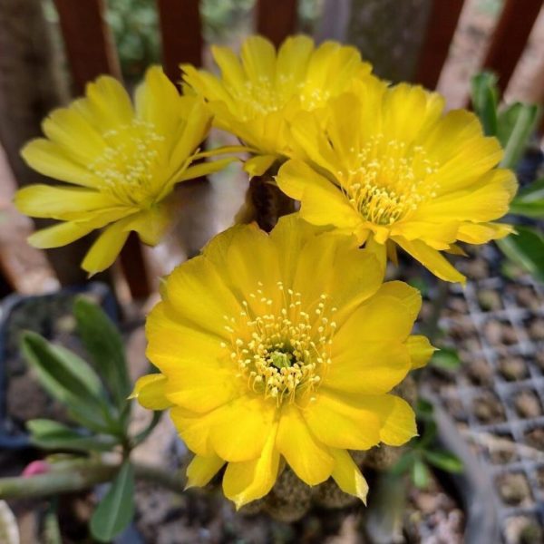 Lobivia Golden Sunrise (F18)