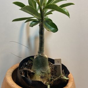 1110 1 Rosa Do Deserto Flaming