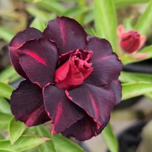 Baby - Rosa do Deserto Crista