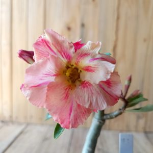 Baby - Rosa do Deserto Dominik