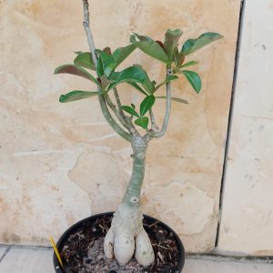 1710 1 Rosa Do Deserto Thiking Of You 2