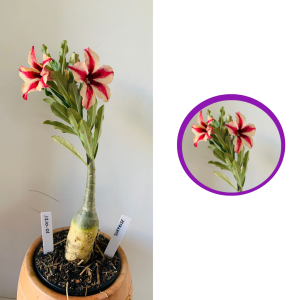 1710 1 Rosa do deserto Surprise