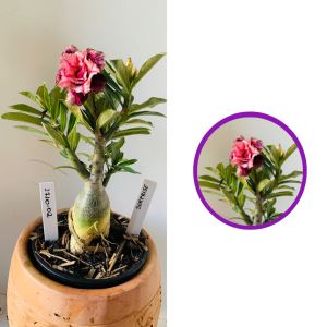 1710 2 Rosa do deserto Surprise