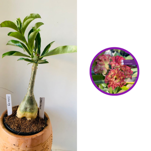 1710 3 Rosa do deserto  Especialle