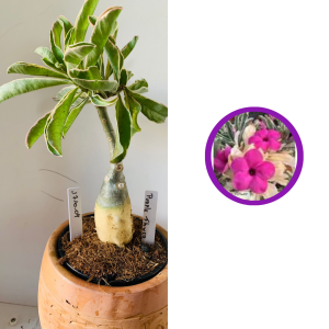 1710 4 Rosa do deserto Purple flow