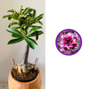 1710 5 Rosa do deserto Doble blue boy