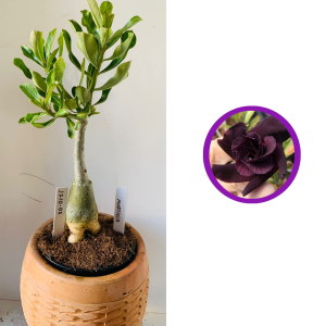 1710 7 Rosa do deserto Morticia