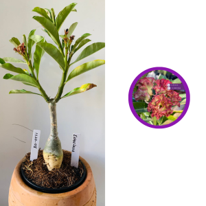 1710 8 Rosa do deserto  Especialle