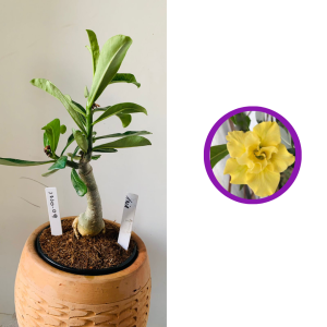 1710 9 Rosa do deserto Arya