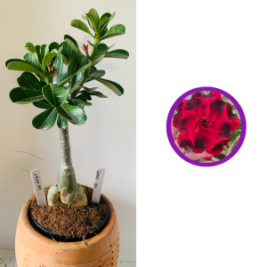 1710 10 Rosa do deserto Lady di