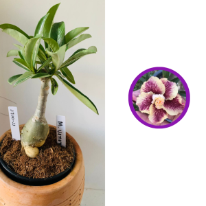 1710 11 Rosa do deserto Menina veneno