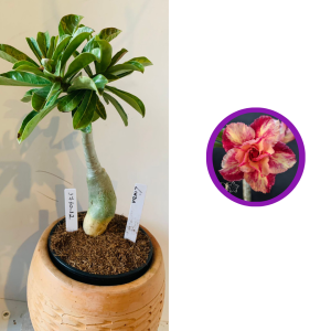 1710 12 Rosa do deserto Linda