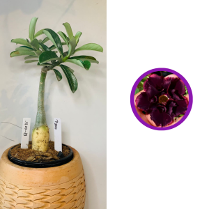 1710 13 Rosa do deserto P200