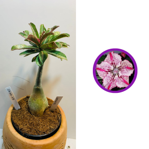 1710 15 Rosa do deserto Infinity