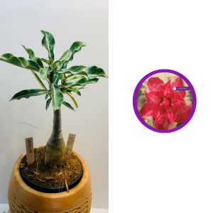 1710 16 Rosa do deserto Miss dior