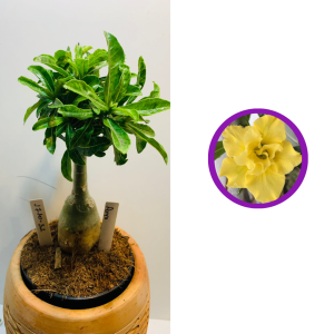 1710 32 Rosa do deserto Arya