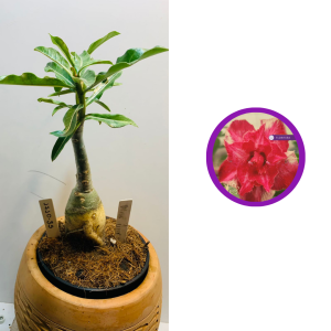 1710 35 Rosa do deserto Miss dior