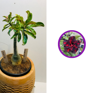 1710 36 Rosa do deserto Coca cola