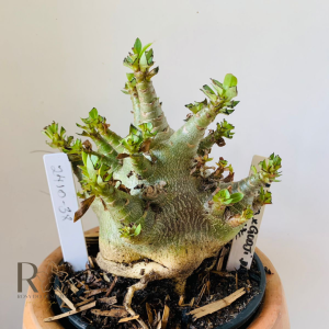 2410 38 Arabicum Aeung X Godji Dk Hulk