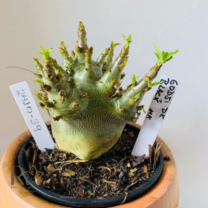 2410 39 Arabicum Godji Dk Black Mk