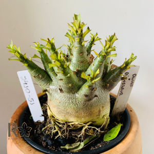 2410 51 Arabicum Dwaf X Dinossaur