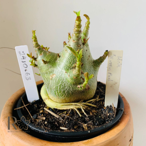 2410 63 Arabicum Hulk X Green Pod