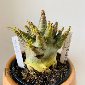 2410 71 Arabicum Aeung X Godji Dk X Torpedo