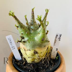 2410 81 Arabicum Dwaf X Dinossaur