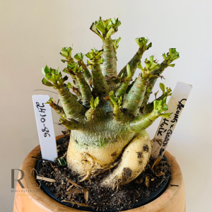 2410 86 Arabicum Aeung X Godji Dk Hulk reservado