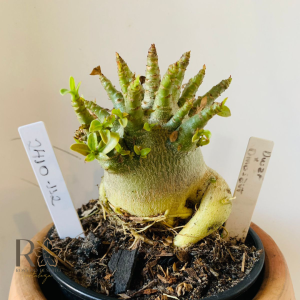 2410 112 Arabicum Dwaf X Dinossaur