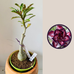 2510 1 Rosa Do Deserto Black amaryllis