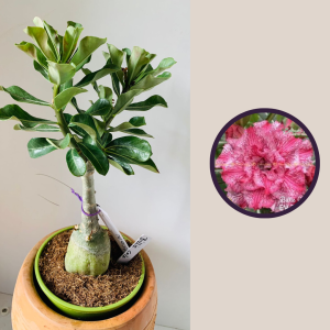 2510 2 Rosa Do Deserto Billie cole