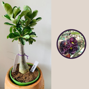 2510 3 Rosa Do Deserto Berinjela